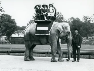 Eine weibliche indische Elefantin 